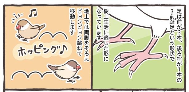 「ブンチョウとセキセイインコの違い」4/21