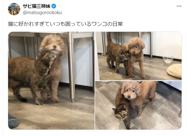 とっても仲良しな犬と猫▶ワンコの様子をよく見てみると…（⇒次へ） サビ猫三姉妹さんのX（旧Twitter）より