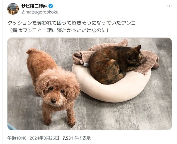 猫はワンコと一緒に寝たかっただけだけど▶泣きそうになっているあん子ちゃん（⇒次へ） サビ猫三姉妹さんのX（旧Twitter）より