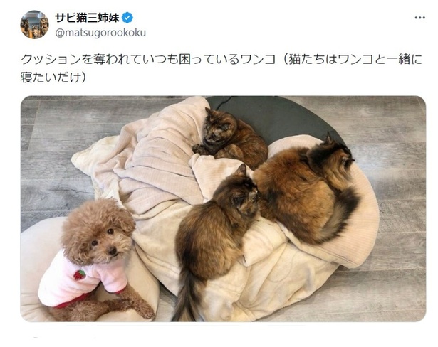 3匹のニャンズにクッションを占有されてしまいました▶猫たちはワンコと一緒に寝たいだけ（⇒次へ） サビ猫三姉妹さんのX（旧Twitter）より