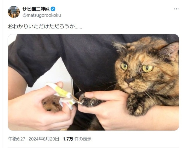 おわかりいただけただろうか…▶カメラ目線のワンコはどこ！？（⇒次へ） サビ猫三姉妹さんのX（旧Twitter）より