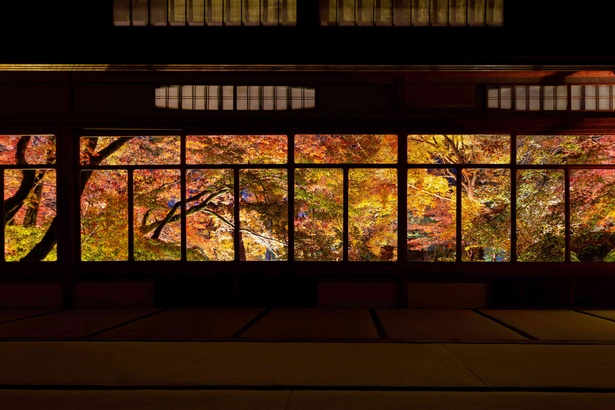 「天龍寺塔頭宝厳院」では、嵐山借景 回遊式山水庭園「獅子吼の庭」をカエデやイチョウが彩る