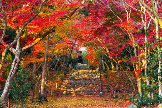 参道の石段を染める紅葉が美しい、葉室山「浄住寺」