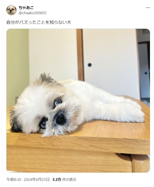 バズって有名になったちゃちゃちゃん▶動物の心も人間と一緒。トイプーのかわいさにキュンキュンの実録コミックエッセイ『うちのトイプーがアイドルすぎる。』は次画像から読めます（⇒次へ） ちゃあこさんのX（旧Twitter）より