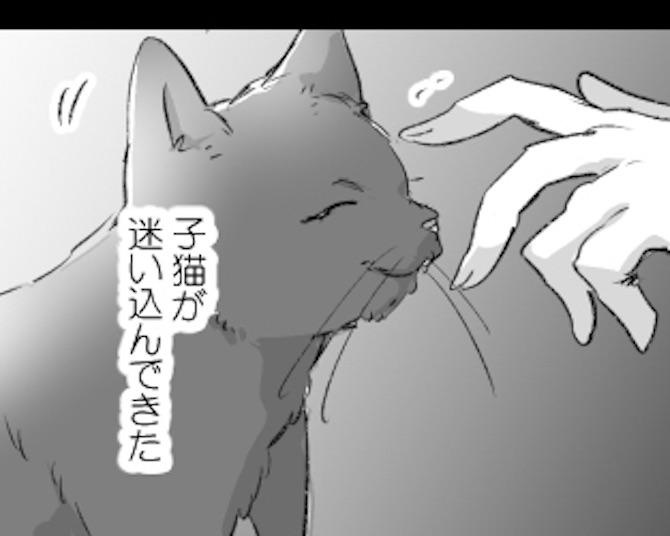 【ネコ漫画】「子猫が迷いこんできた」母の忌明けに訪れた偶然の出会い… 母へのわだかまりが子猫を通じて解けていく、切なさと温かさが交錯する物語に感動の声が多数【作者に聞いた】