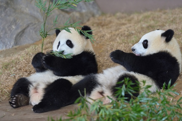 ジャイアントパンダはじつは食肉目クマ科