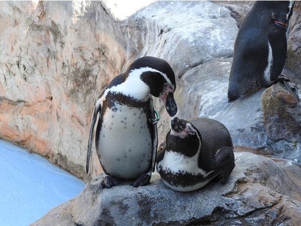 フンボルトペンギンのミドリ(写真左)とデンカ(写真右)