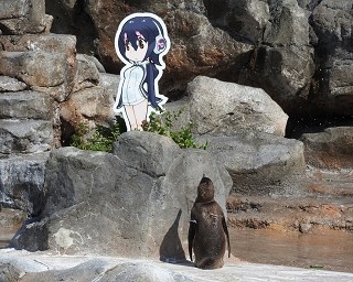 パネルの女の子に恋するペンギン、実はおじいちゃん！高齢ペンギンの恋模様