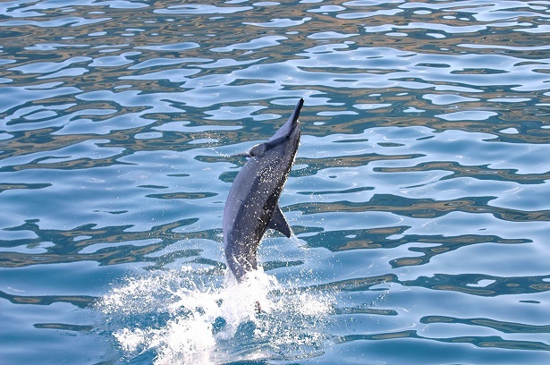 【写真】人気のイルカウォッチングツアー 写真提供：ドルフィン＆ユー