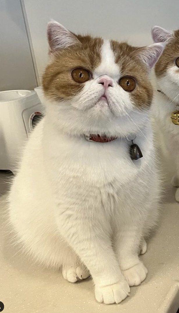 こんぶちゃん