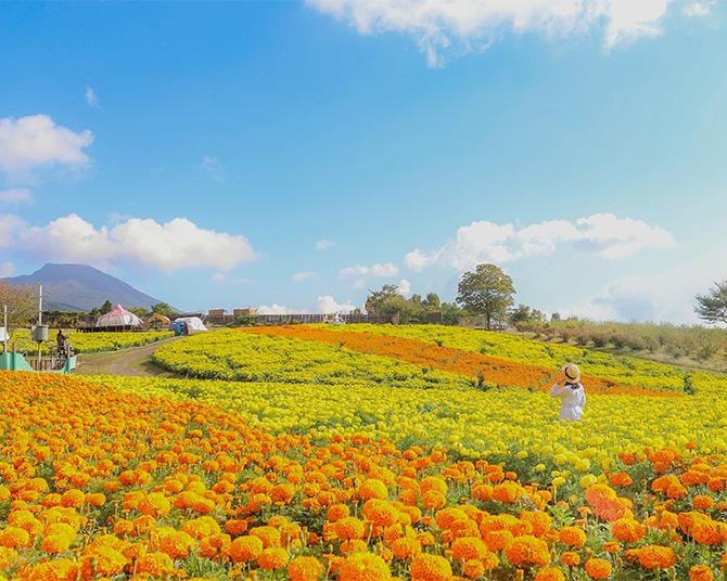 サルビアやマリーゴールド、コスモスなど秋の花々が見頃！くじゅう花公園で「オータムフラワーフェスタ」が開催中