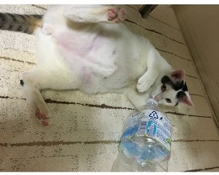 川に入っちゃうほど暑かった！猫の夏の思い出フォトコンテスト2017入賞者発表