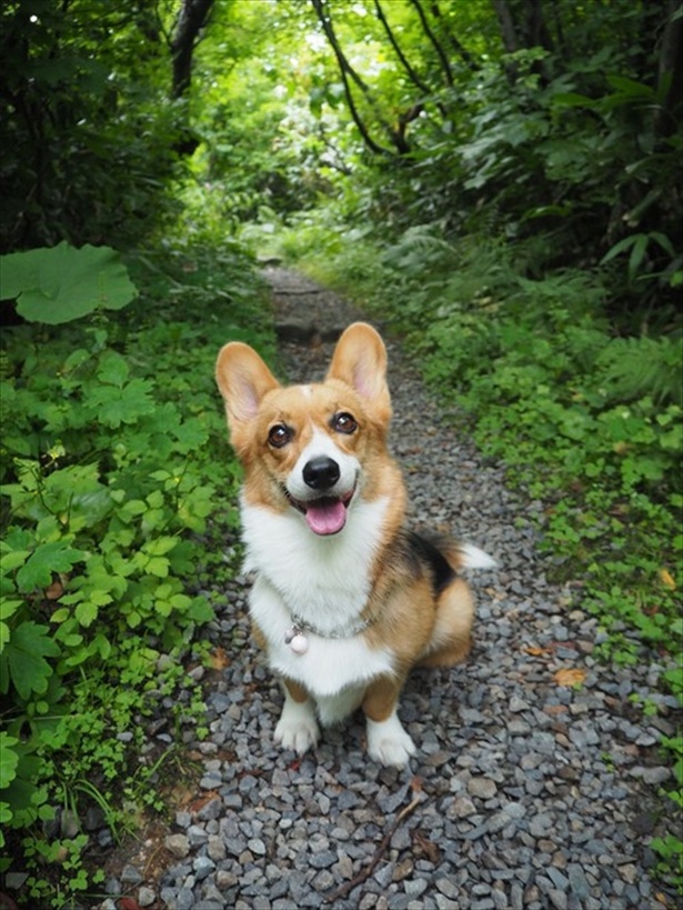 笑顔が可愛すぎる 犬の夏の思い出フォトコンテスト17入賞者発表 ウォーカープラス