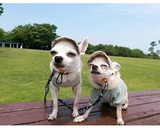 笑顔が可愛すぎる！犬の夏の思い出フォトコンテスト2017入賞者発表
