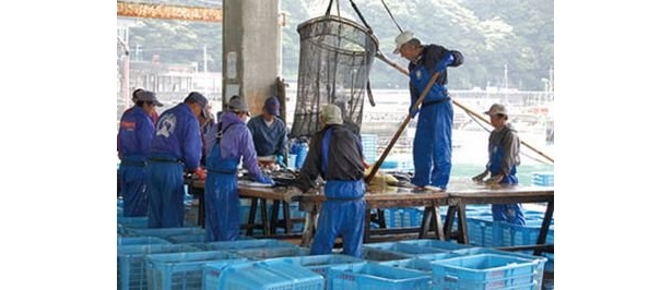旬の魚介類を漁港で直接仕入れているのでほかのメニューも新鮮＆美味！