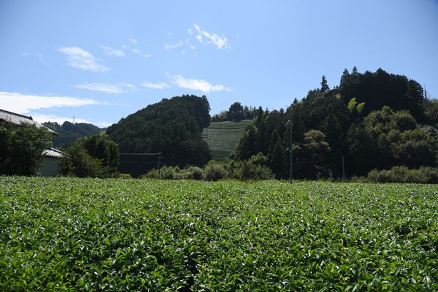 「足久保ティーワークス」の茶畑