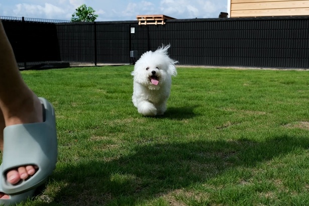 【写真】のびのびと走り回れる「完全プライベートドッグラン」