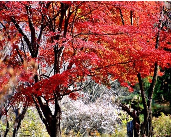 初心者にもおすすめ！絶景の紅葉が楽しめる登山、群馬・桜山【紅葉の見頃｜10月下旬〜11月中旬】 