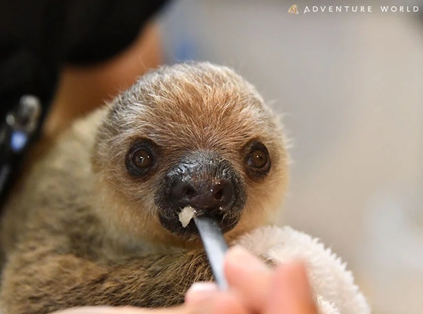 【写真】エサを食べるフタユビナマケモノの赤ちゃん