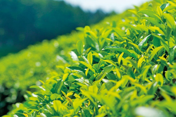 茶農家さんが丹誠込めて育てる葉に勝手に触ったり、摘み取ったりしないように注意して/石寺の茶畑