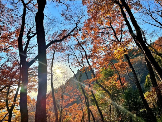 埼玉・天覧山〜多峯主山