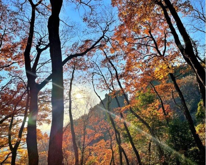 絶景の紅葉をスニーカーで！埼玉・天覧山〜多峯主山(とうのすやま)【見頃｜11月下旬〜12月上旬】