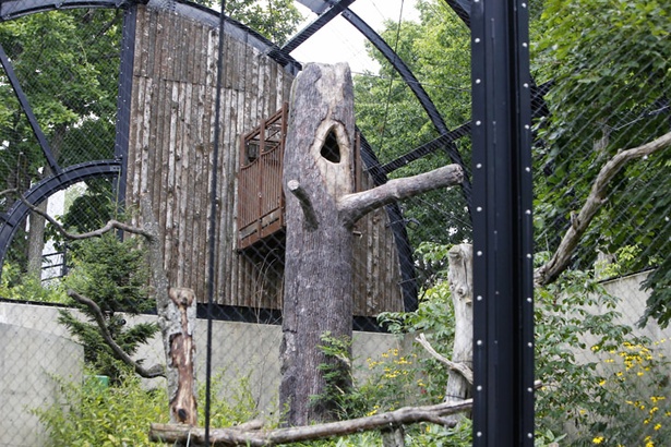 旭山動物園・シマフクロウ舎/擬木に作られた巣穴