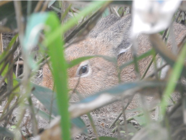 旭山動物園・シマフクロウ舎/草むらに隠れているエゾユキウサギ