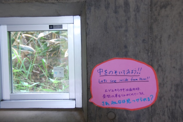 旭山動物園・シマフクロウ舎/観察ホールにある、エゾユキウサギを見る小窓