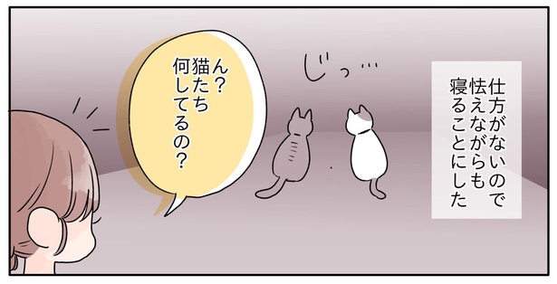 猫たち何してるの？