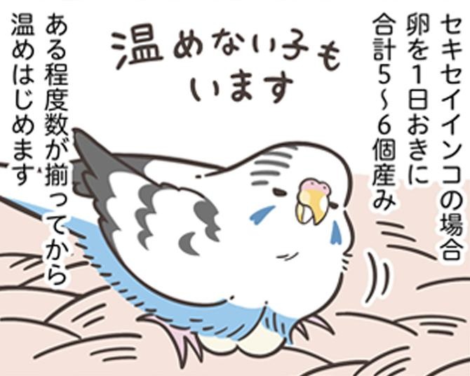 【小鳥を飼う難しさとは？】繁殖は命がけ！鳥さんの体に大きな負担がかかる発情について、知っておきたいポイント【獣医師に聞いた】