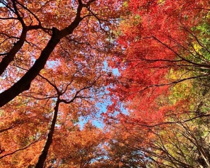 絶景の紅葉をスニーカーで！愛知・鳳来寺山【見頃｜  11月中旬〜12月上旬】