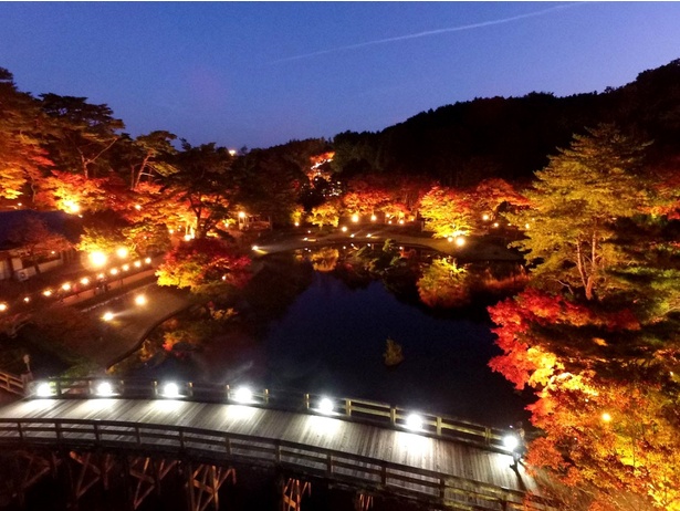 見頃を迎えた鮮やかな紅葉が、晩秋の夜空を彩る