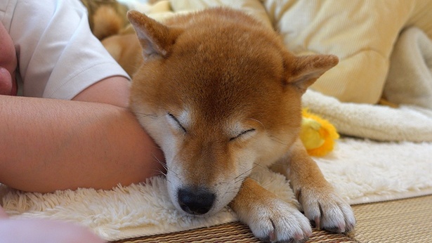 コタツやふわふわのラグが気持ちよくて、すやすやと眠るはちくん