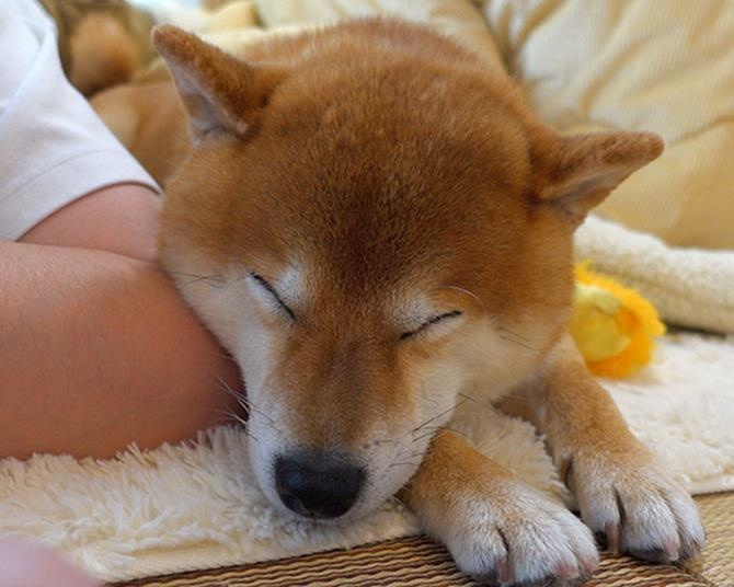 着々と進む冬支度に興味津々！コタツや毛布でくつろぐ柴犬はちくんがかわいい