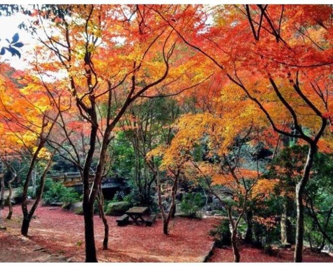 絶景の紅葉をスニーカーで！広島・弥山(みせん)【見頃｜11月中旬〜11月下旬】