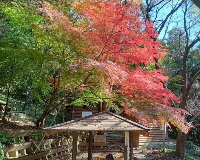 絶景の紅葉をスニーカーで！福岡・宗像城山【見頃｜11月下旬〜12月中旬】