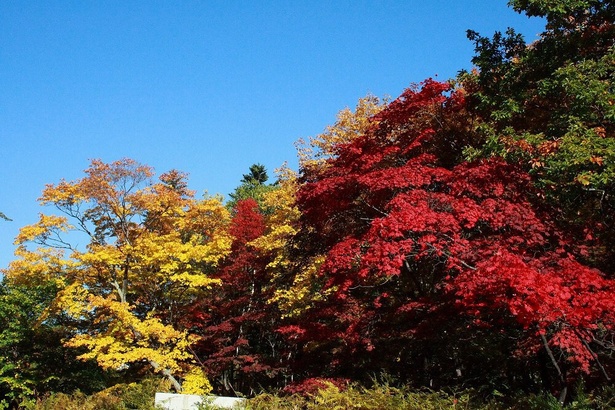 色鮮やかな紅葉が楽しめるスポット／層雲峡(紅葉谷)