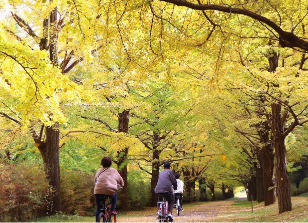 サイクリングしながら園内の紅葉を堪能できる