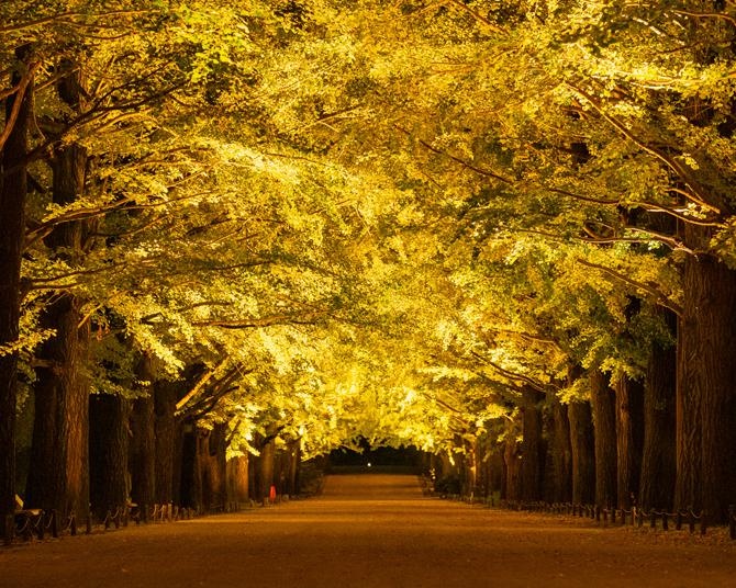 国営昭和記念公園の紅葉がまもなく見頃！ライトアップされたイチョウ並木の下を“秋の夜散歩“しよう