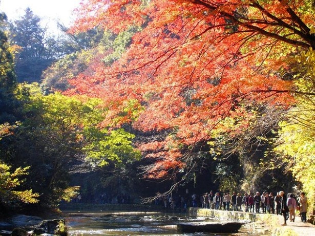 養老渓谷を鮮やかに彩る紅葉