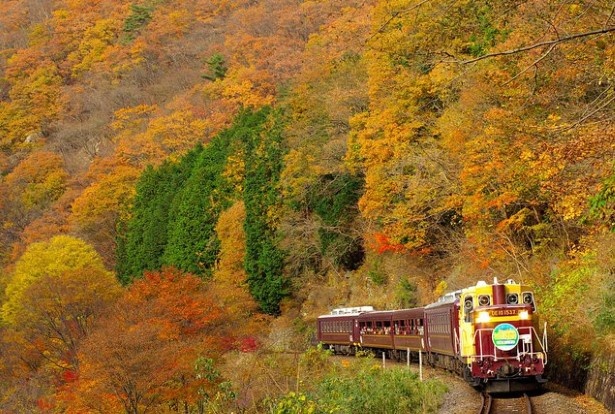 紅葉の間近を走るトロッコ列車