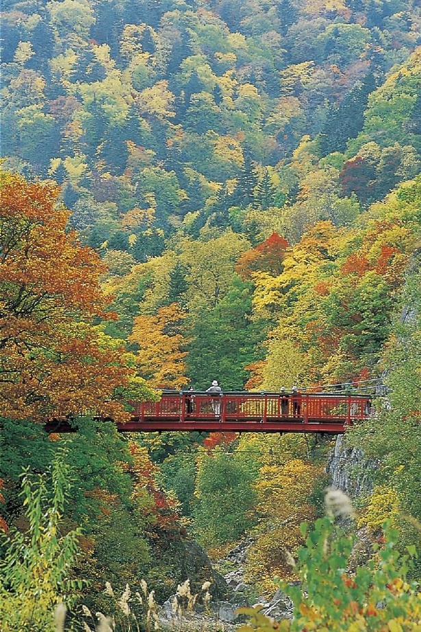 二見吊橋付近に広がる美しい紅葉／定山渓(定山渓温泉)