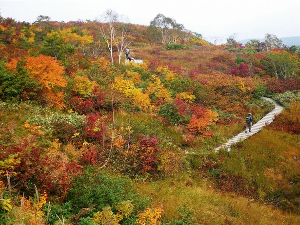 自然遊歩道からは鮮やかに染まる山々を見られる／白馬五竜アルプス平