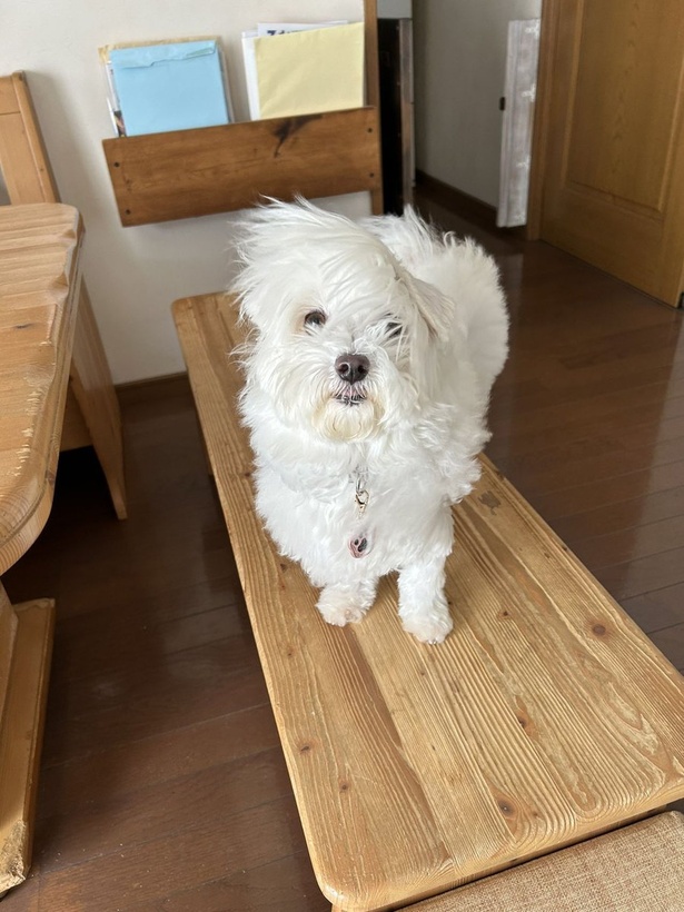 風を浴びているマルプーのひまわりちゃん▶ひまわりちゃんの毛の様子をチェック！（⇒次へ） ハルくんさんのX（旧Twitter）より