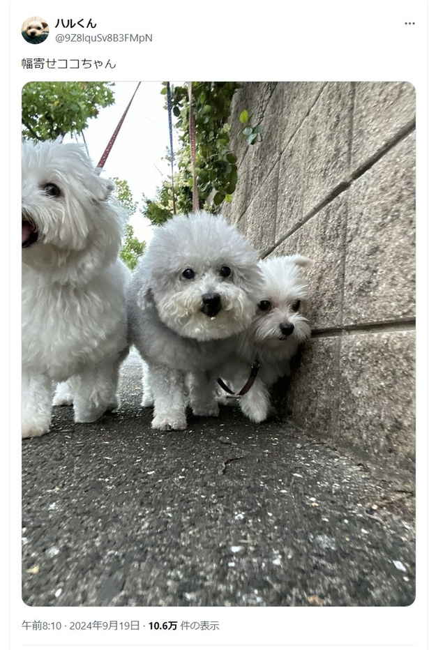 ココちゃんとマルチーズのハルくんとマルプーのひまわりちゃん▶真ん中のココちゃんのをよく見ると…（⇒次へ） ハルくんさんのX（旧Twitter）より