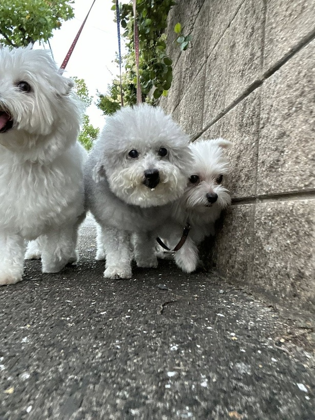 塀側のハルくんへ幅寄せしているココちゃん▶みんなもふもふです（⇒次へ） ハルくんさんのX（旧Twitter）より