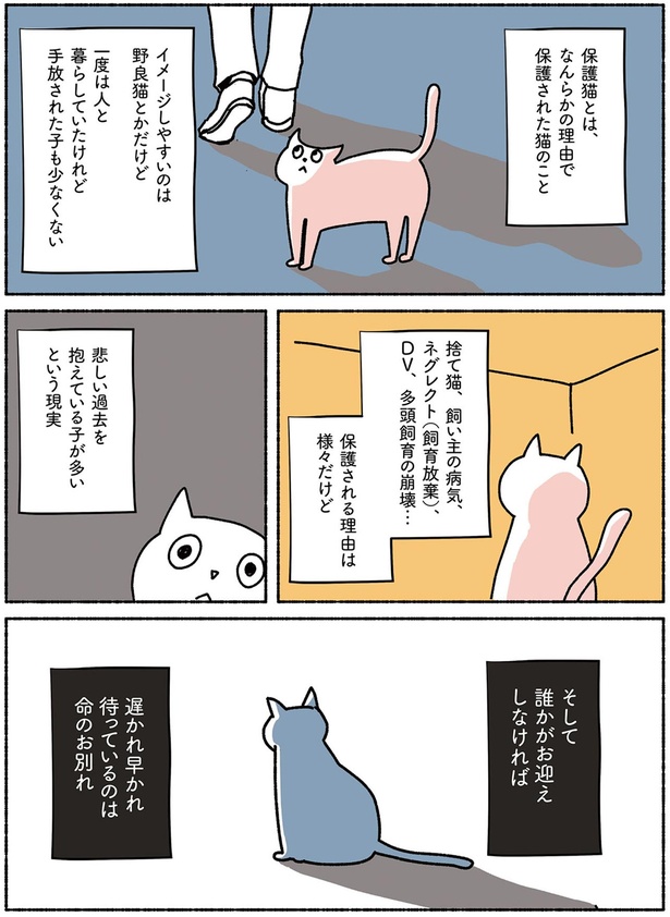 保護猫とは、なんらかの理由で保護された猫のこと （C）オキエイコ／KADOKAWA