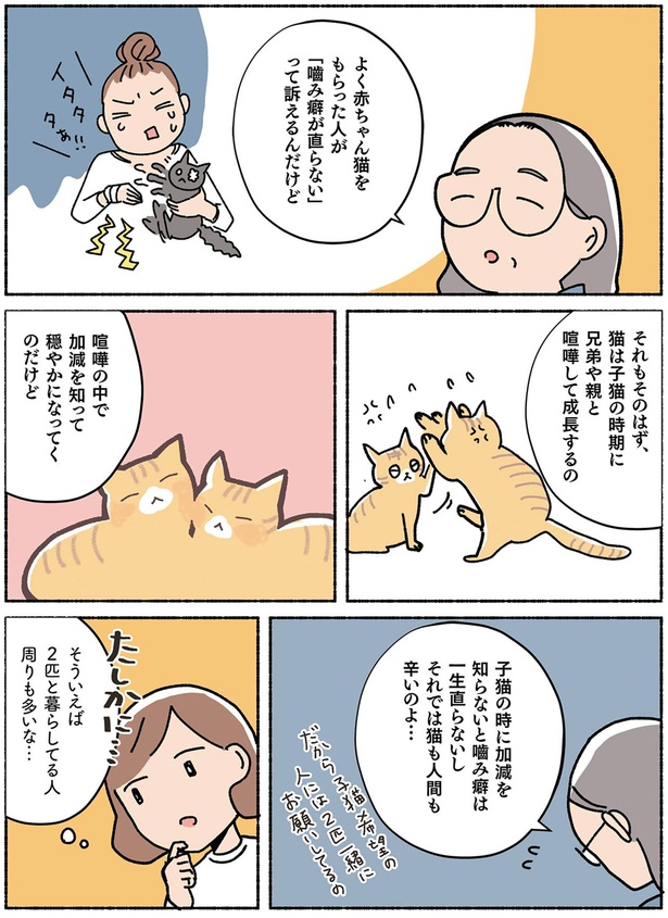 子猫の時期に兄弟や親と喧嘩して成長するの （C）オキエイコ／KADOKAWA