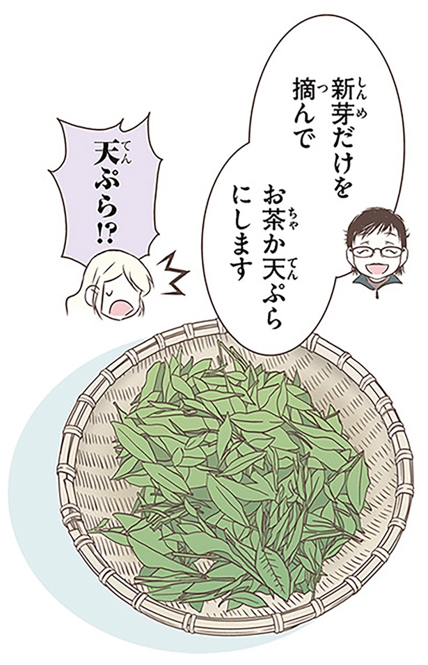 新芽だけを摘んでお茶か天ぷらにします